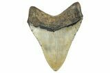 Fossil Megalodon Tooth - North Carolina #236809-1